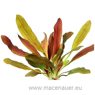 Echinodorus ´Red Chamäleon´ (VE = 5) *NEU*