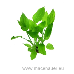 Echinodorus argentinensis T/18