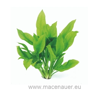 Echinodorus grisebachii ´Bleherae´