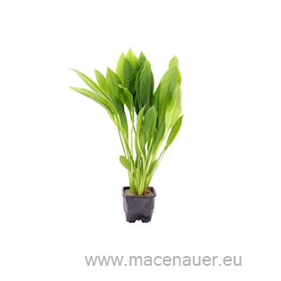 Echinodorus grisebachii ´Bleherae´ XL