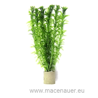 Egeria densa (VE = 5)