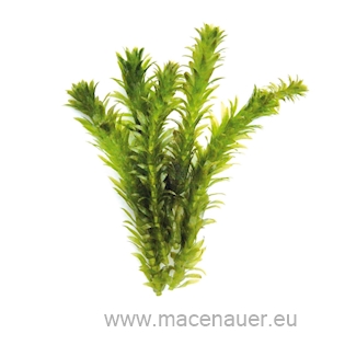 Egeria densa Spezial, dichtbl.