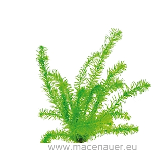 Egeria densa, tropische Art