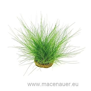 Eleocharis acicularis