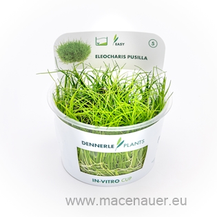 Eleocharis pusilla In-Vitro