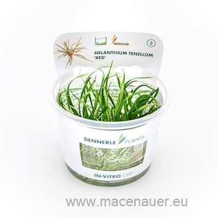 Helanthium tenellum ´Red´ In-Vitro