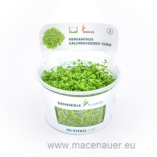 Hemianthus callitrichoides ´Cuba´ In-Vitro