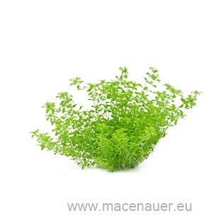 Hemianthus glomeratus