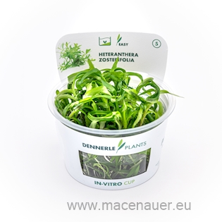 Heteranthera zosterifolia In-Vitro
