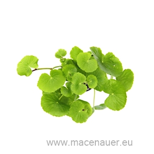 Hydrocotyle leucocephala