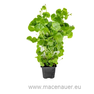 Hydrocotyle leucocephala XXL NEU!