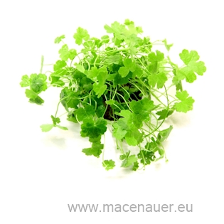 Hydrocotyle tripartita