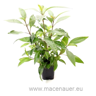 Hygrophila corymbosa ´Stricta`, XXL
