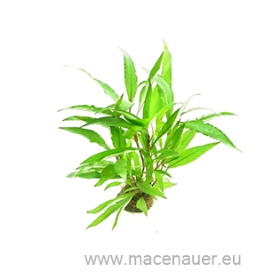 Hygrophila corymbosa ´Thailand´