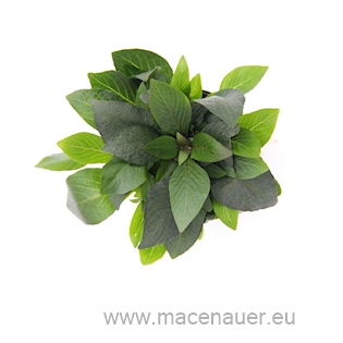 Hygrophila corymbosa Kompakt