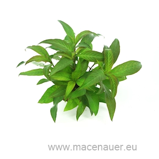 Hygrophila corymbosa Stricta TR