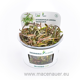 Hygrophila lancea Araguaia In-Vitro  NEU!