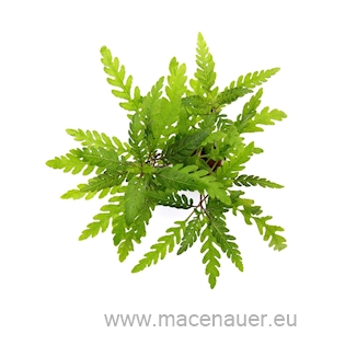 Hygrophila pinnatifida