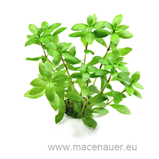 Hygrophila polysperma