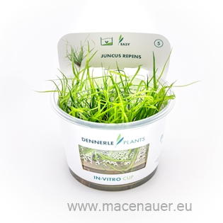 Juncus repens In-Vitro