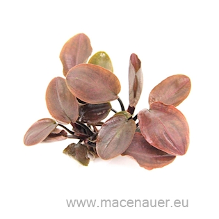 Lagenandra meeboldii ´Rot´ (VE = 5) *NEU*