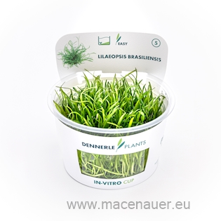 Lilaeopsis brasiliensis In-Vitro  NEU!