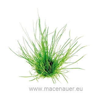 Lilaeopsis mauritiana