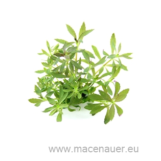Limnophila Hippuridoides