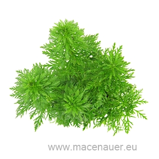 Limnophila sessiliflora