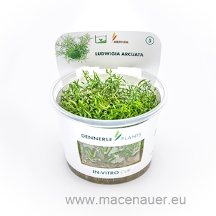 Ludwigia arcuata In-Vitro