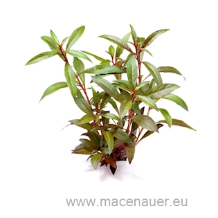 Ludwigia glandulosa