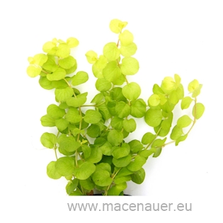 Lysimachia nummularia aurea