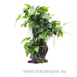 Mbuna groß mit Anubias nana