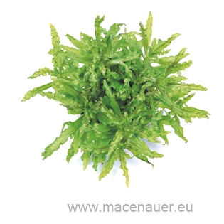Pogostemon helferi