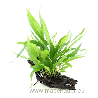 Microsorum pteropus auf Wurzel