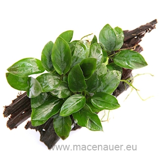 Anubias nana auf Wurzel
