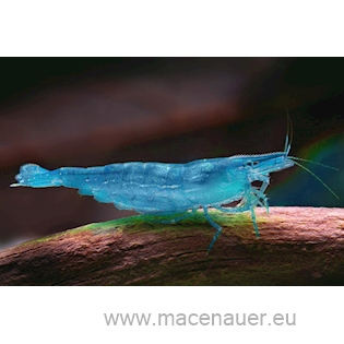 Krevetka cf. babaulti "Blue", 2 cm