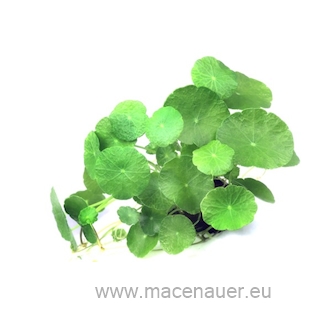 1 Hydrocotyle versch.Arten TR