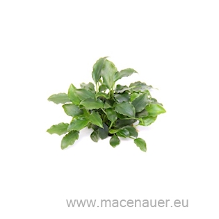 Schismatoglottis prietoi