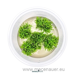 Riccardia chamedryfolia In-Vitro