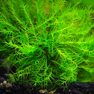 11 Fissidens geppii,pad