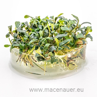 5 Bucephalandra spec.Mini Needle Leaf