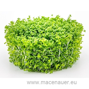 7 Hemianthus Cuba pad