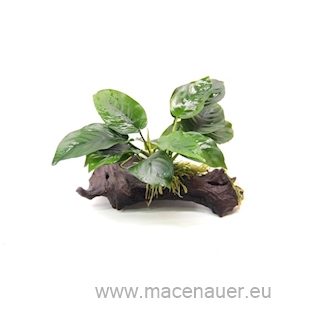 Anubias barteri auf Wurzel
