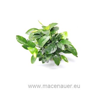  Anubias barteri var. Nana 'Bigfoot'