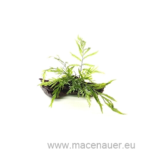 Bolbitis heudelotii auf Wurzel 14 x 7 x 14  cm