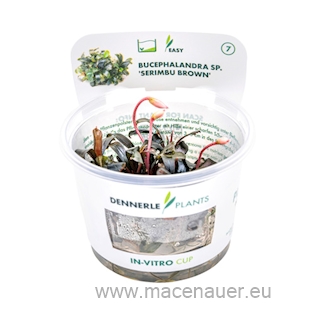 5 Bucephalandra spec. ´Serimbu Brown´ CUP