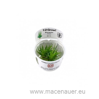 5 Eriocaulon cinereum In-Vitro