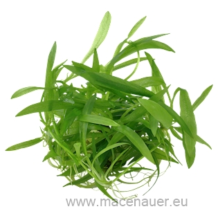 5 Helanthium bolivianum ´Quadricostatus´