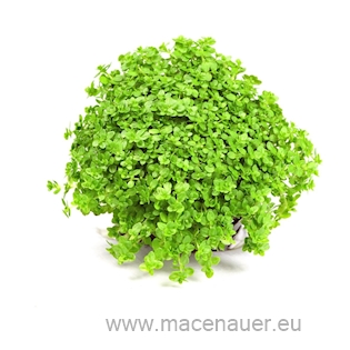AR-D-Hemianthus callitrichoides"Cuba" 4
